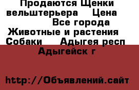 Продаются Щенки вельштерьера  › Цена ­ 27 000 - Все города Животные и растения » Собаки   . Адыгея респ.,Адыгейск г.